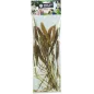 Setaria Italica 50gr - Back Zoo Nature à 3,95 € - Back Zoo Nature - ZF1385 - Alimentation