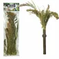 Panicum 40gr - Back Zoo Nature Panicum 40gr - Back Zoo Nature