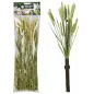 Wheat 50gr - Back Zoo Nature Wheat 50gr - Back Zoo Nature