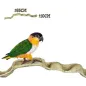 Band Liane 60-70cm - Back Zoo Nature Band Liane 60-70cm - Back Zoo Nature
