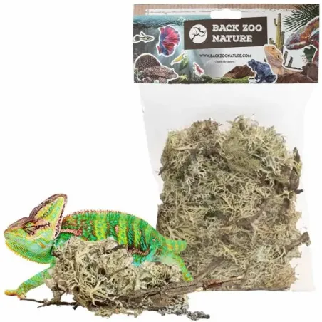Mousse de Branche 50gr - Back Zoo Nature à 6,95 € - Back Zoo Nature - ZF4302 - Décoration