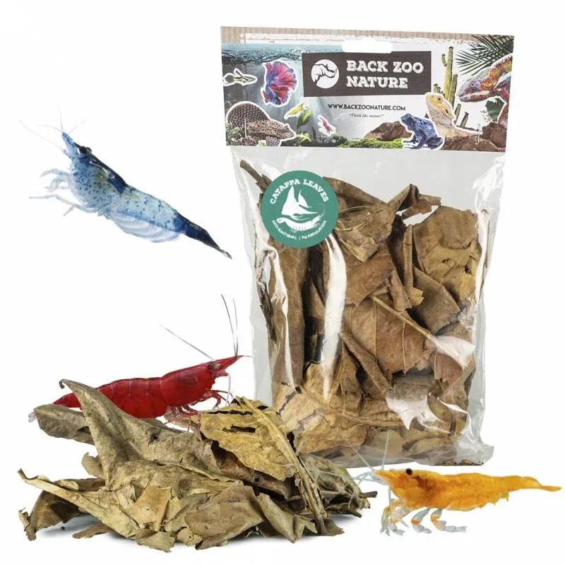 Feuilles de Catappa 25gr - Back Zoo Nature Feuilles de Catappa 25gr - Back Zoo Nature