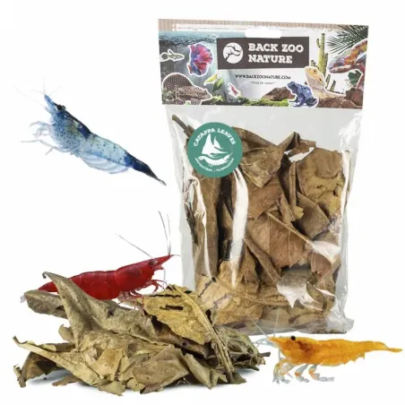 Feuilles de Catappa 25gr - Back Zoo Nature à 3,95 € - Back Zoo Nature - ZF4320 - Eléments naturels