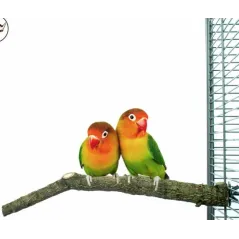 Corky Perch Small 2-4x30cm - Back Zoo Nature - 6,95 € - Back Zoo Nature - 8714835123576 - Ornibird SRL