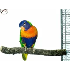 Corky Perch Medium 4-6x30cm - Back Zoo Nature à 7,95 € - Back Zoo Nature - ZF5330 - Perchoirs