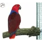 Corky Perch Large 6-8x30cm - Back Zoo Nature à 9,95 € - Back Zoo Nature - ZF5334 - Perchoirs