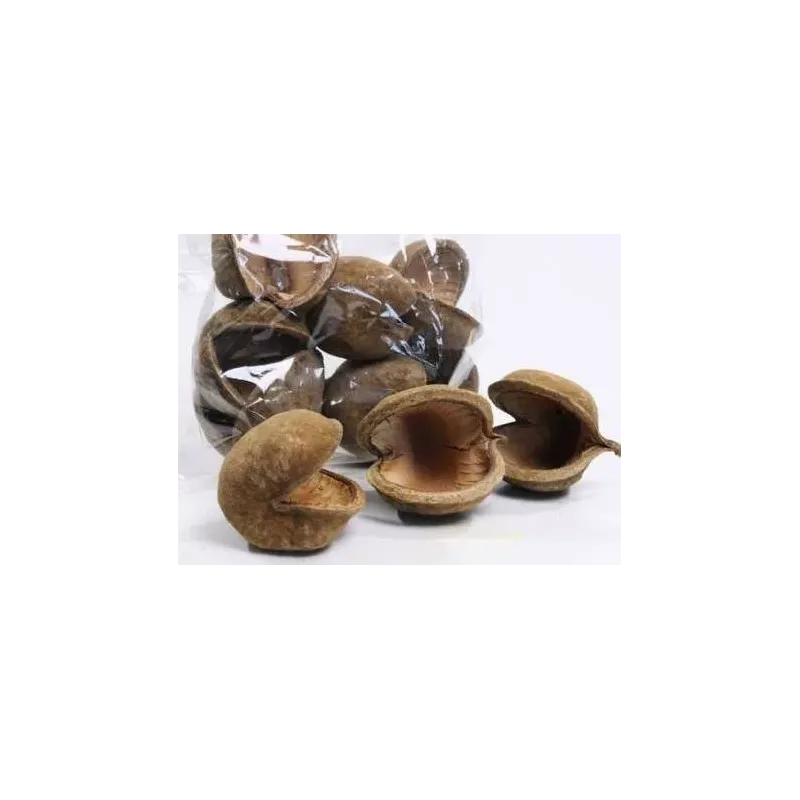 Boeddha Nut XL Natural 10-12cm - Back Zoo Nature