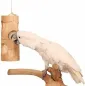 Brochet L/21x8x8cm - Bird Kabob à 12,95 € - Bird Kabob - BK20093 - Jouets