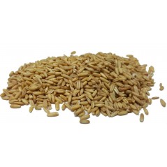 Avoine Pelée au kg - Ornibird à 2,35 € - Grizo - 103025200/kg - Graines Ornibird au kg
