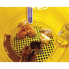Eleveuse Caldo Cip (maternité) - Novital - 125,00 € - Novital - 8010213970627 - Ornibird SRL