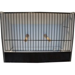 Cage exposition caille noir en PVC à 66,55 € - Ost-Belgium - 87212611 - Cages pour expositions