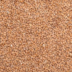 Blé au kg - Ornibird à 2,15 € - Beyers - 002960/kg - Graines Ornibird au kg