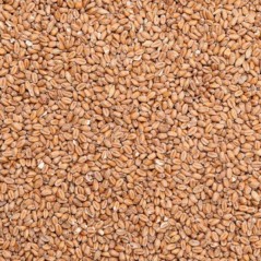 Wheat seeds (Wheat and White) to the kg - Beyers 002960/kg Beyers 2,15 € Ornibird