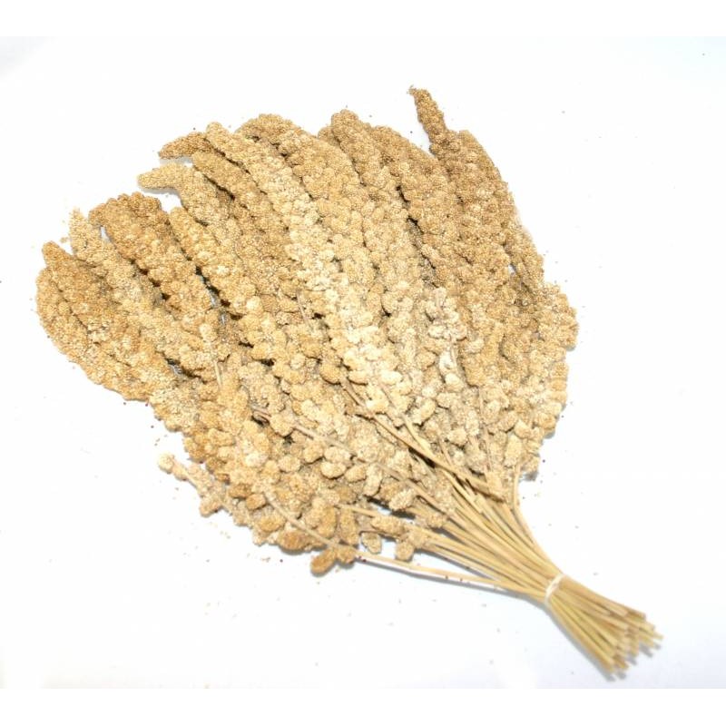 Millet yellow in clusters chinese 15kg 103075150 Grizo 71,95 € Ornibird
