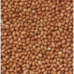 Peanuts, shelled kg 103056250/kg Grizo 4,65 € Ornibird