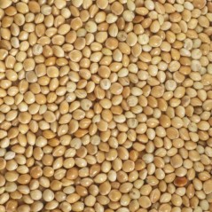Millet Yellow in the kg - Beyers 002702/kg Beyers 2,15 € Ornibird