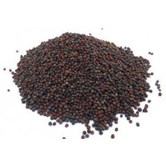 Colza au kg - Ornibird à 4,25 € - Beyers - 002570/kg - Graines Ornibird au kg