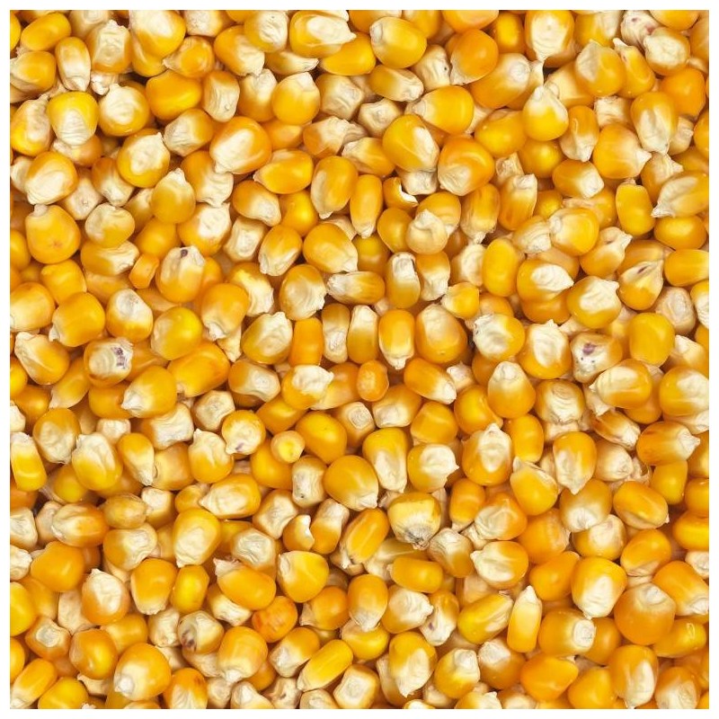 Maïs Français 20kg - Grizo