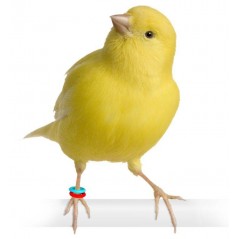 Bagues élastiques E-Z par 50 pièces - Taille: 3mm - Couleur: Vert 880ERR03-Green Rings 4 Wings 5,95 € Ornibird