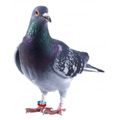 Bagues élastiques E-Z par 50 pièces - Taille: 8 mm - Couleur: Blanc 880ERR08-White Rings 4 Wings 5,95 € Ornibird