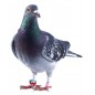 Bagues élastiques E-Z par 50 pièces - Taille: 9 mm - Couleur: Violet Bagues élastiques E-Z par 50 pièces - Taille: 9 mm - Couleur: Violet