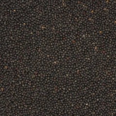 Colza 20kg - Duvo+ - 30,95 € - Duvo + - 5414365002350 - Ornibird SRL