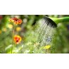 Piante, Compra e verdure