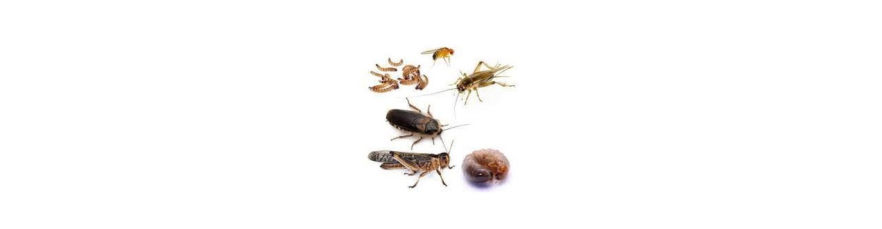 Insects