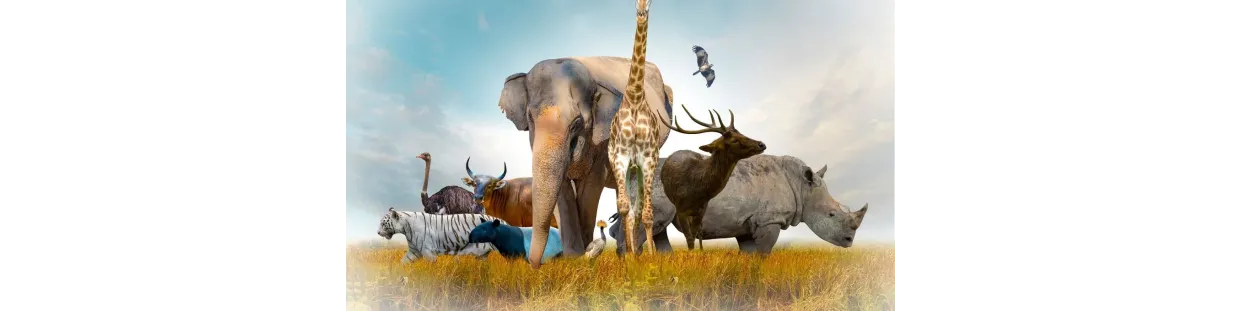 Animaux Zoologiques