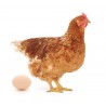 Red Cock - Produits pour volailles