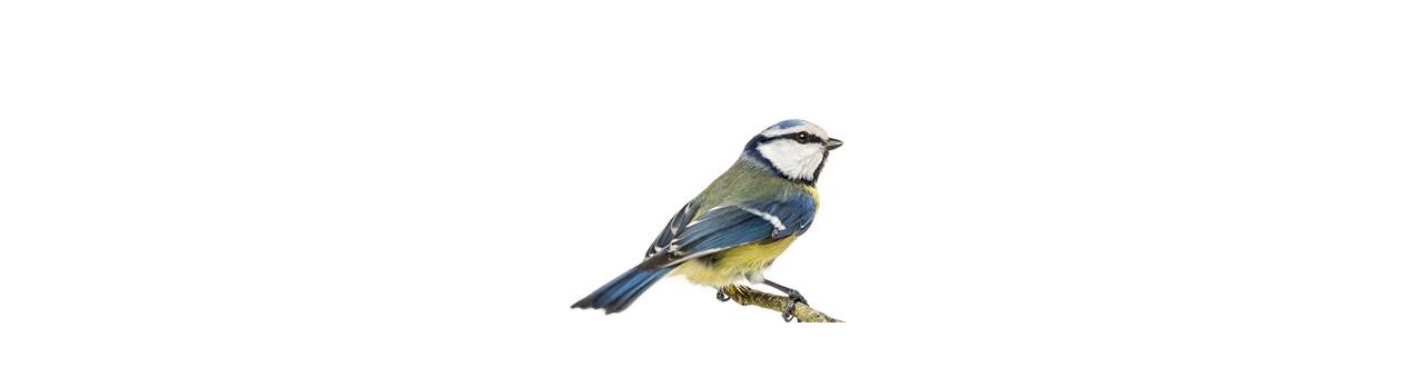 Voedsel voor vogels en natuur