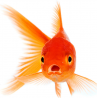 Poissons