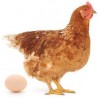 Poule Pondeuse