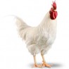 Poulet de Chair