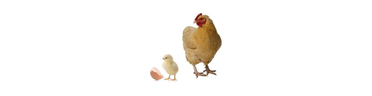 Poultry
