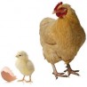 Poultry
