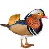Oiseaux Aquatiques