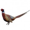 Oiseaux d'Ornements 