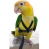 Imbracatura
