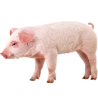 Cochons nains & vietnamiens