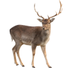 Herbivores