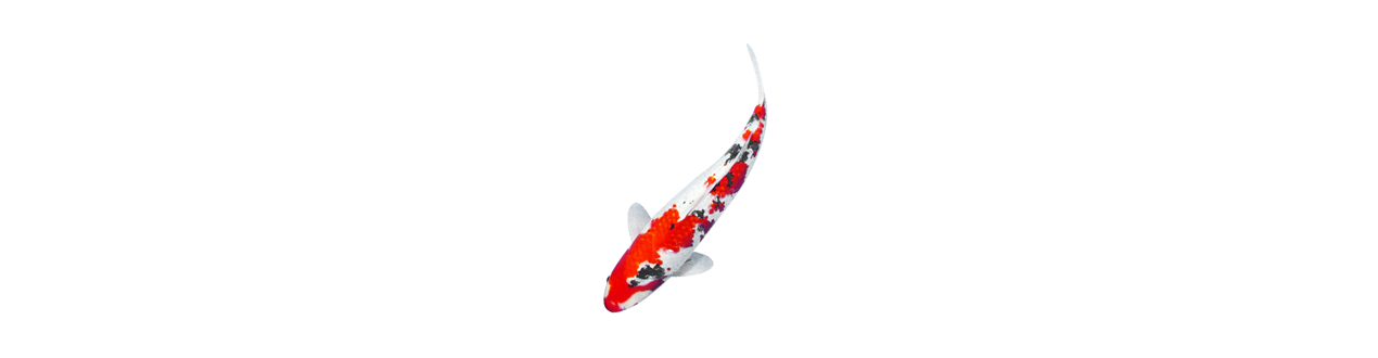 Koi