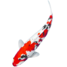 Koi