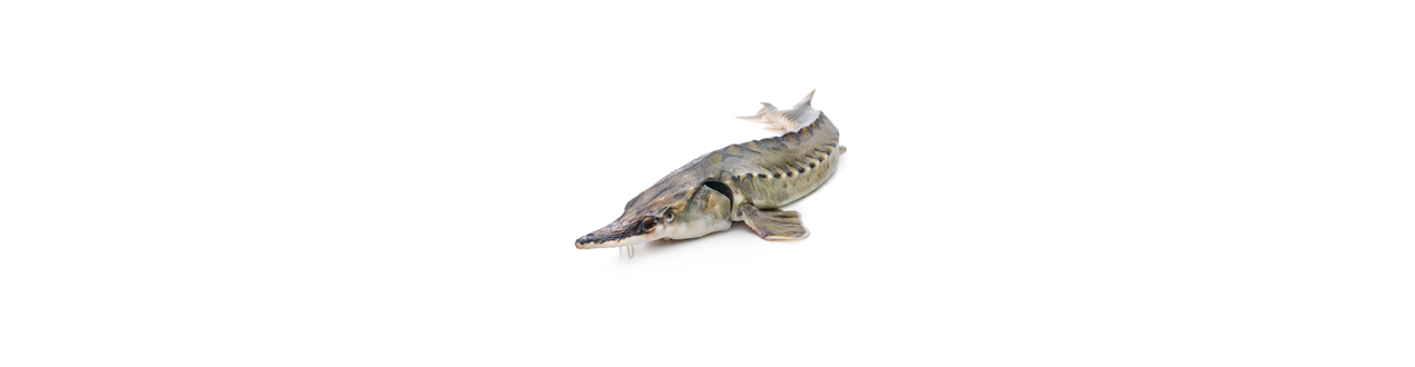 Pond fish