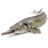 Pond fish