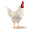 Poulet de chair