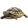 Tortue