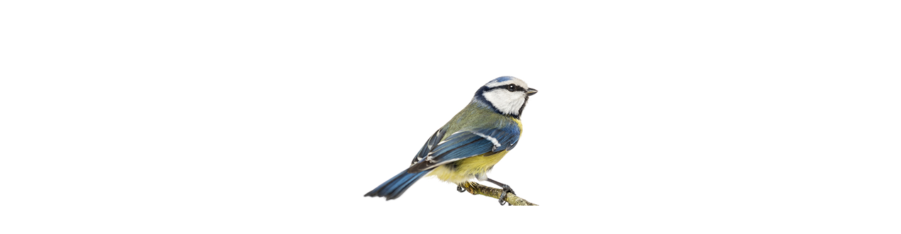 Oiseaux de la nature