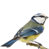 Oiseaux de la nature