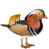 Oiseaux aquatiques